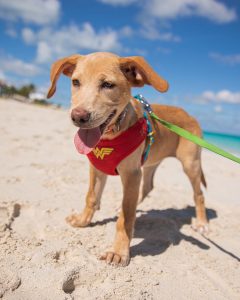 resilienciamag.com - Nesta ilha paradisíaca podes levar cachorros resgatados a passear na praia