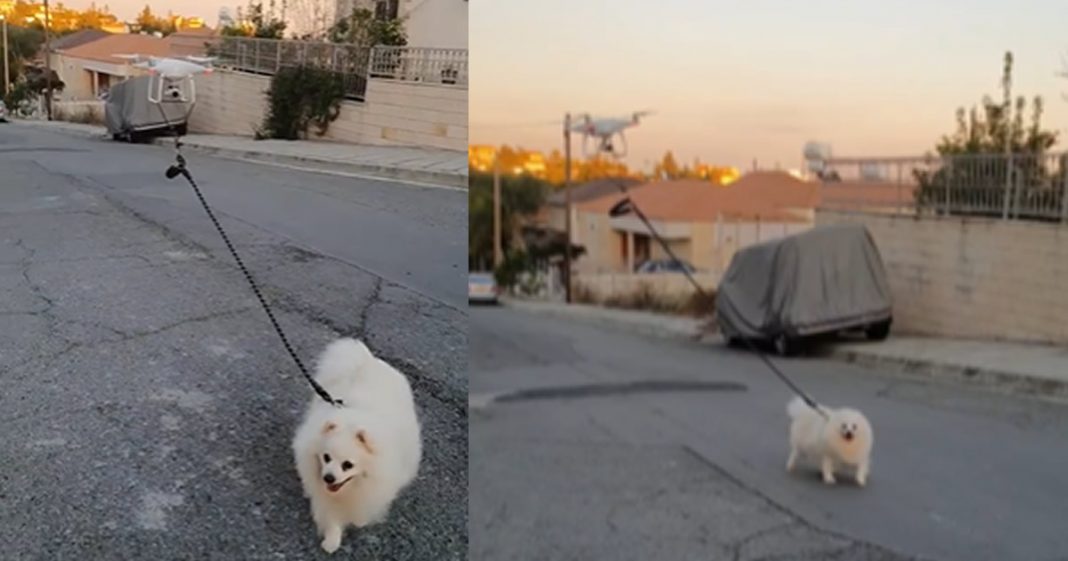Ele usou drone para passear com seu cachorro na quarentena e viralizou!