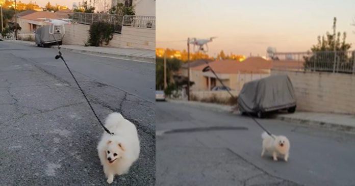 ele-usou-o-drone-para-passear-com-o-seu-cachorro-na-quarentena-e-video-viralizou