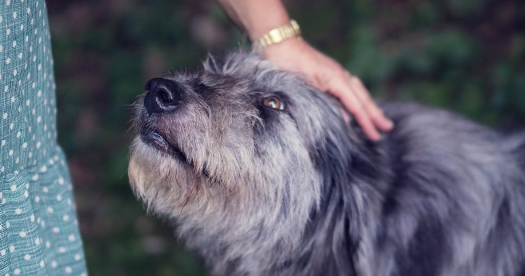 Lutar pelos animais não significa menosprezar as pessoas