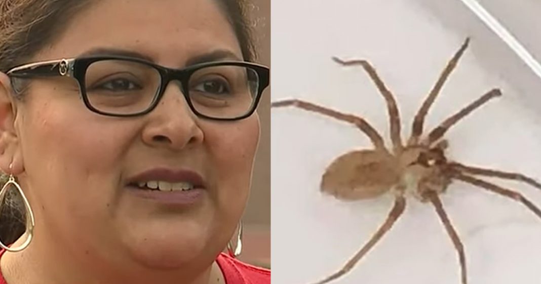 Médicos acham uma aranha marrom dentro do ouvido de uma mulher