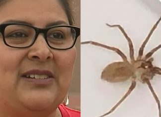 Médicos acham uma aranha marrom dentro do ouvido de uma mulher