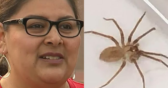 medicos-acham-uma-aranha-marrom-dentro-do-ouvido-de-uma-mulher