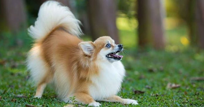 o-real-motivo-da-ligacao-de-amizade-do-homem-com-os-caninos