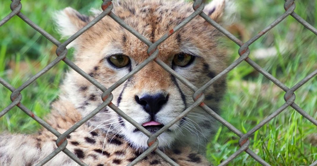 Pandemias podem ser evitadas com o fim da caça e da destruição do habitat animal