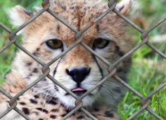 Pandemias podem ser evitadas com o fim da caça e da destruição do habitat animal