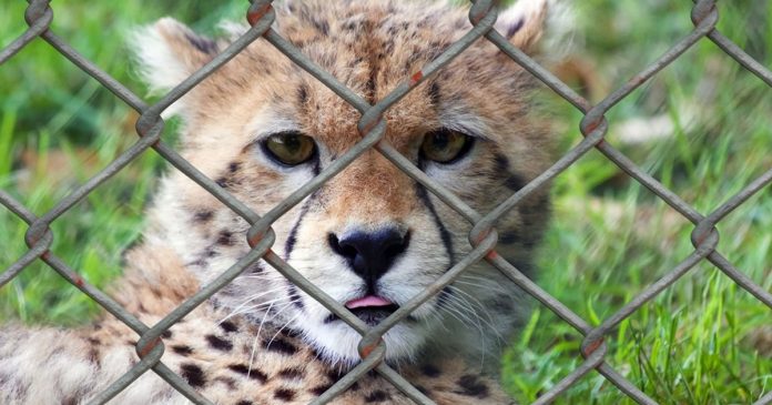 fim-da-caca-e-destruicao-do-habitat-animal-podem-evitar-pandemias fim-da-caca-e-destruicao-do-habitat-animal-podem-evitar-pandemias