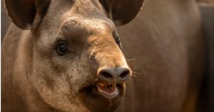 resilienciamag.com - Brasileiras recebem maior prêmio de conservação ambiental do mundo