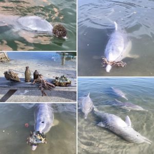 resilienciamag.com - Golfinhos sentem falta de humanos durante confinamento e trazem presentes do fundo do mar