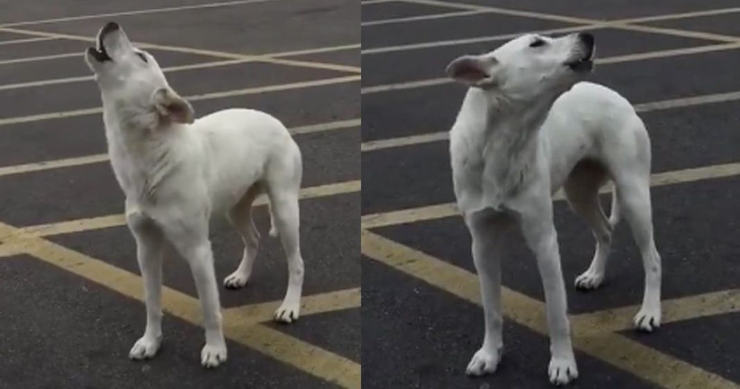 Cachorro abandonado uivou por 9 dias, esperando sua família