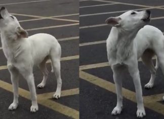 Cachorro abandonado uivou por 9 dias, esperando sua família