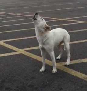 resilienciamag.com - Cachorro abandonado uivou por 9 dias, esperando sua família