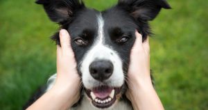 resilienciamag.com - Cães veem os donos como se fossem seus pais