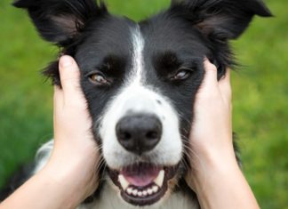 Ciência diz que acariciar seu gato ou cachorro pode aliviar o estresse em poucos minutos