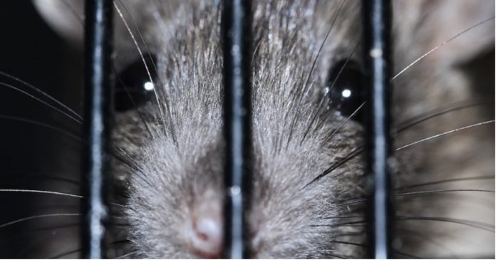 colombia-proibi-testes-de-cosmeticos-em-animais-decisao-historica colombia-proibi-testes-de-cosmeticos-em-animais-decisao-historica
