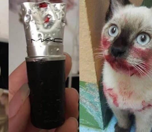 gato-rouba-o-baton-da-sua-dona-e-tenta-fingir-que-nao-foi-ele