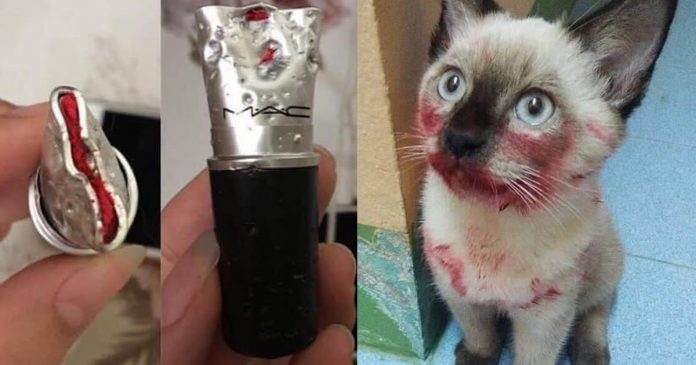 gato-rouba-o-baton-da-sua-dona-e-tenta-fingir-que-nao-foi-ele gato-rouba-o-baton-da-sua-dona-e-tenta-fingir-que-nao-foi-ele