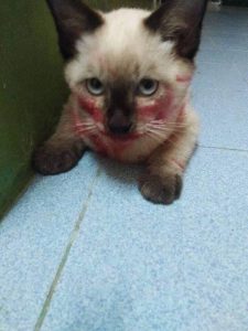 resilienciamag.com - Gato rouba o baton da sua dona e tenta fingir que não foi ele!