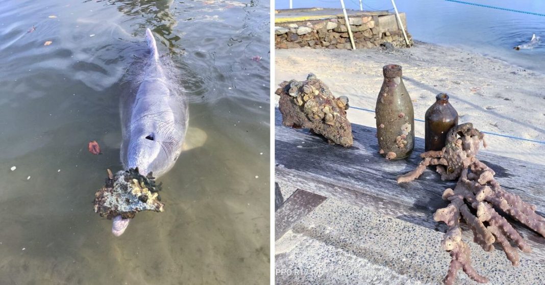 Golfinhos sentem falta de humanos durante confinamento e trazem presentes do fundo do mar