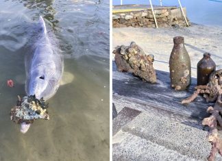 Golfinhos sentem falta de humanos durante confinamento e trazem presentes do fundo do mar