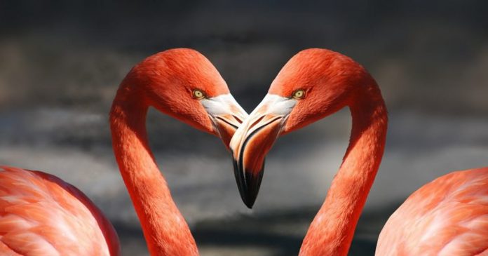 sobre-amor-reciproco-no-inicio-a-expectativa-e-grande-em-relacao-ao-amor sobre-amor-reciproco-no-inicio-a-expectativa-e-grande-em-relacao-ao-amor