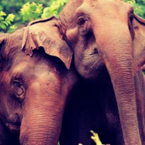 resilienciamag.com - Elefante se despede de companheira, após uma vida juntas