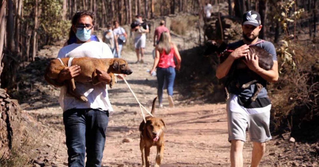 Centenas de pessoas se juntam para salvar cachorros presos em canil ilegal em chamas em Portugal