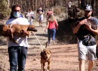 Centenas de pessoas se juntam para salvar cachorros presos em canil ilegal em chamas em Portugal