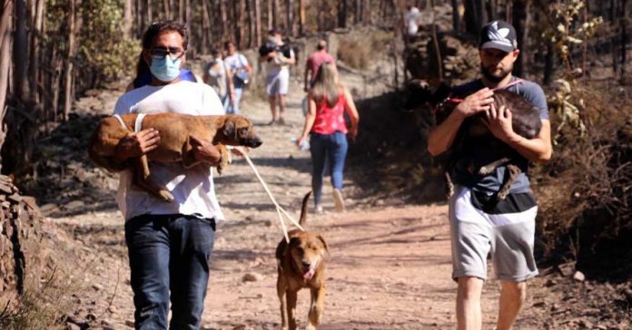 centenas-de-pessoas-se-juntam-para-salvar-cachorros-presos-em-canil-ilegal-em-chamas