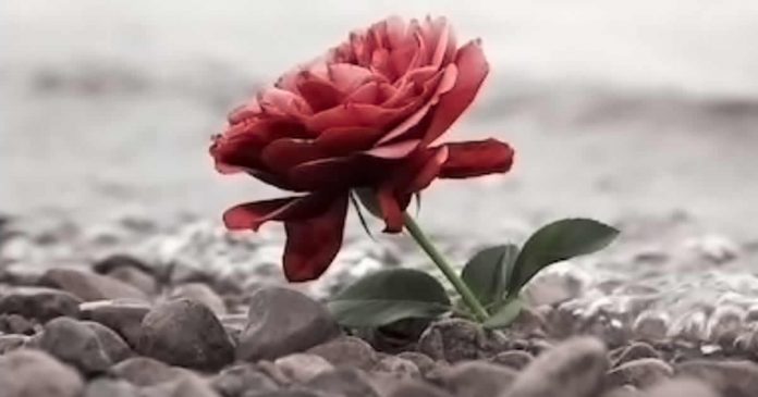 como-curei-minhas-feridas-e-fiquei-emocionalmente-livre como-curei-minhas-feridas-e-fiquei-emocionalmente-livre