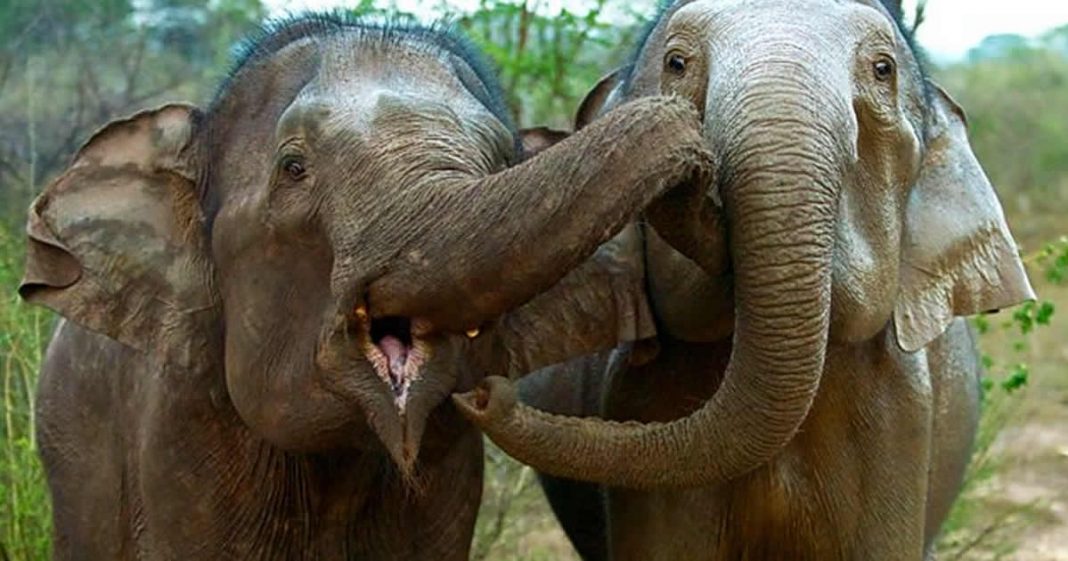 Elefante se despede de companheira, após uma vida juntas