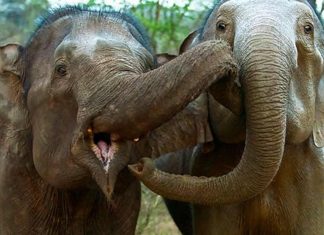 Elefante se despede de companheira, após uma vida juntas