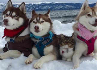 Gatinha criada com huskies acredita que é uma cadela!