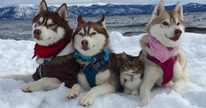 gatinha-criada-por-huskies-acredita-que-ela-e-uma-cadela gatinha-criada-por-huskies-acredita-que-ela-e-uma-cadela