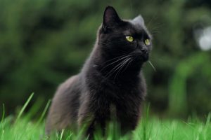 resilienciamag.com - Gatos Pretos são Mensageiros Divinos: Anjos Animais e Guias Espirituais