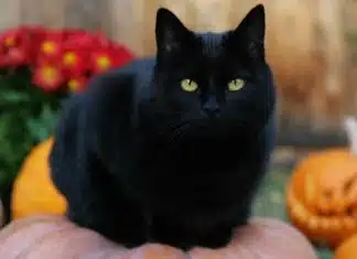 Gatos Pretos são Mensageiros Divinos: Anjos Animais e Guias Espirituais