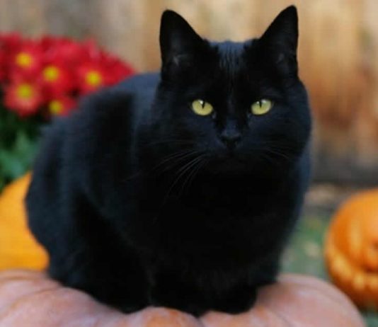 gatos-pretos-sao-mensageiros-divinos-anjos-animais-guias-espirituais-e-totens