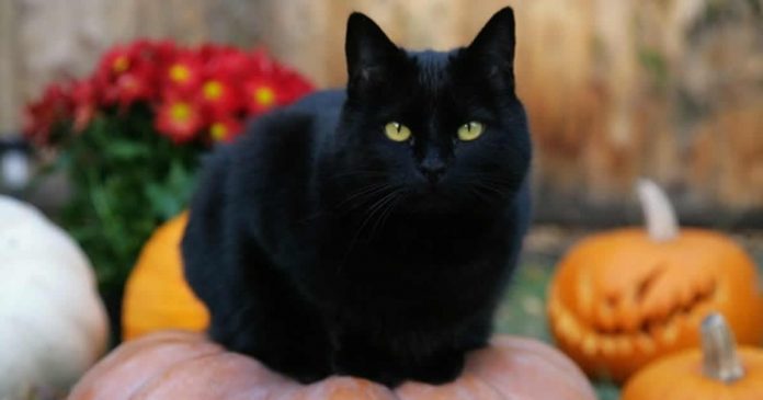 gatos-pretos-sao-mensageiros-divinos-anjos-animais-guias-espirituais-e-totens gatos-pretos-sao-mensageiros-divinos-anjos-animais-guias-espirituais-e-totens