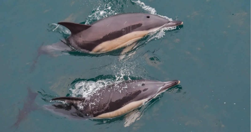 Golfinhos invadem a costa de Portugal durante a quarentena