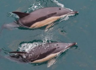 Golfinhos invadem a costa de Portugal durante a quarentena