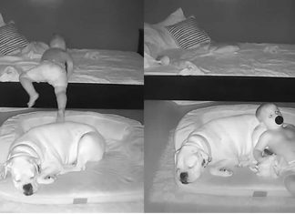 Bebê desce da cama todas as noites para dormir com o cachorro. Câmera registra tudo!
