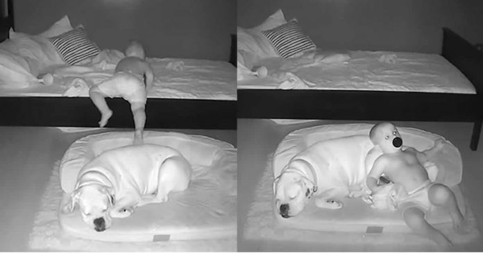 mae-coloca-camera-no-quarto-e-descobre-que-o-filho-desce-da-cama-todos-os-dias-para-dormir-com-seu-cachorro mae-coloca-camera-no-quarto-e-descobre-que-o-filho-desce-da-cama-todos-os-dias-para-dormir-com-seu-cachorro