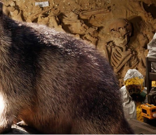 peste-bubonica-confirmada-na-china-agente-das-pandemias-mais-infeccioso-da-historia-nao-assusta-mais-do-que-a-covid