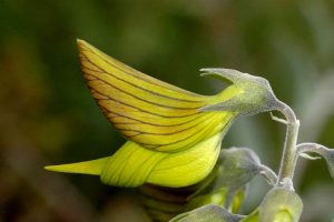 resilienciamag.com - Esta planta parece um beija-flor. A natureza é realmente bela e nunca para de nos surpreender.