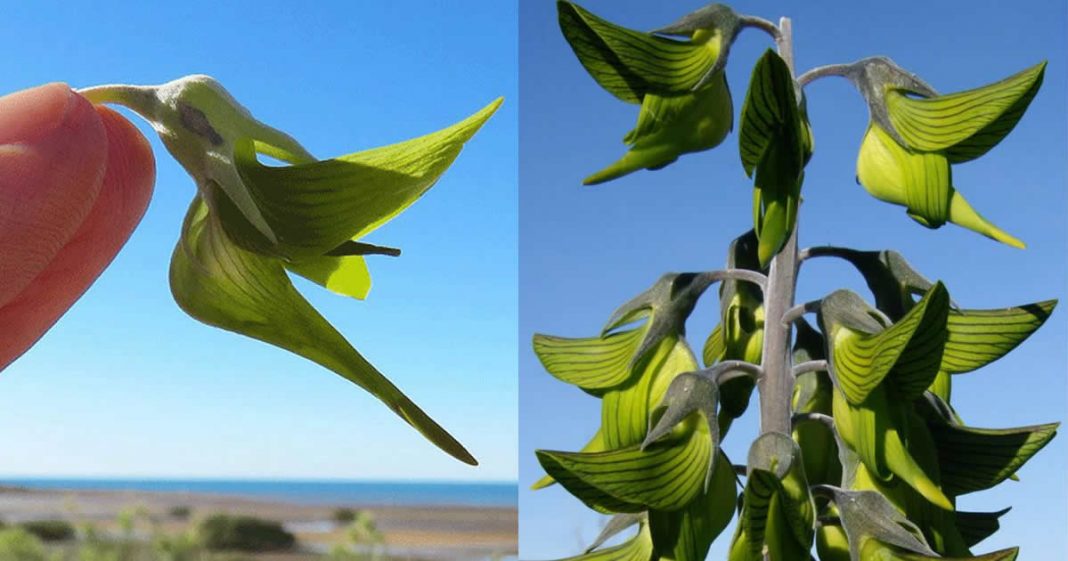 Esta planta parece um beija-flor. A natureza é realmente bela e nunca para de nos surpreender.