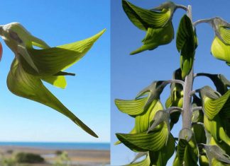 Esta planta parece um beija-flor. A natureza é realmente bela e nunca para de nos surpreender.