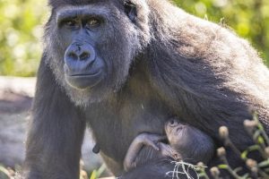 amor-e-cuidado-gorila-ama-seu-filho