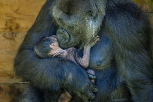 fazendo-um-cainho-no-bebe-gorila