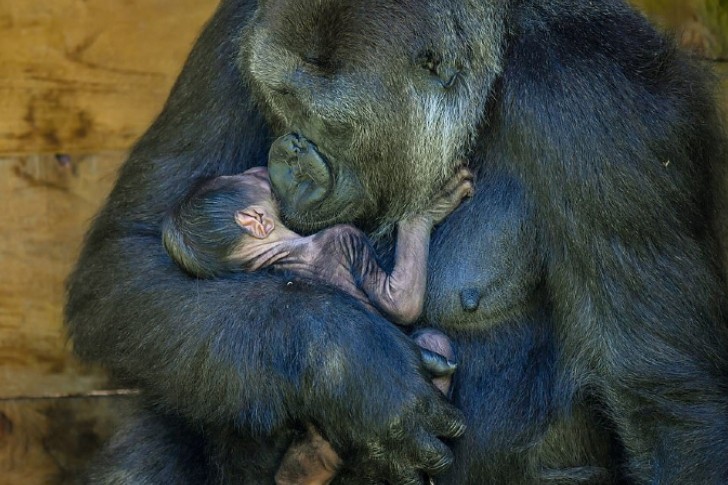 gorila-mamae-abraçando-bebe
