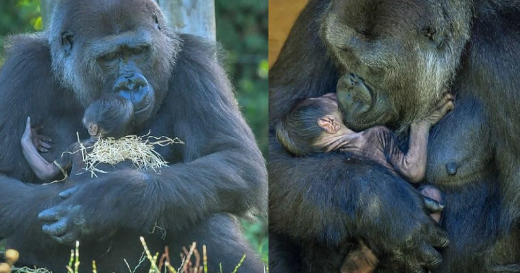 mamae-gorila-abraca-seu-bebe-com-todo-amor-e-cuidadores-comemoram